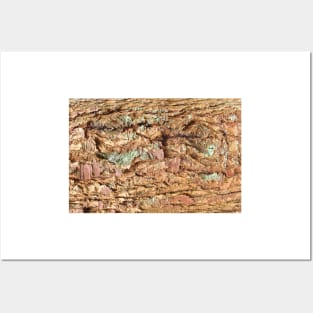 Brown Pine Bark Texture Posters and Art